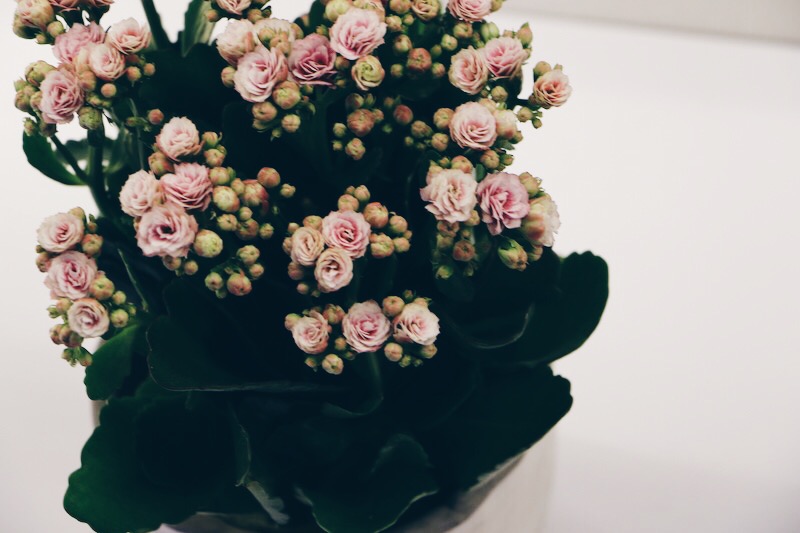 Processed with VSCO with hb1 preset